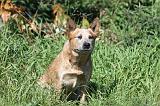 BOUVIER AUSTRALIEN 376